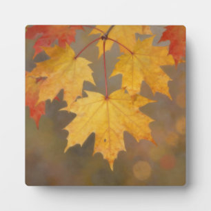 Gouden Herfst Esdoornbladeren Fotoplaat