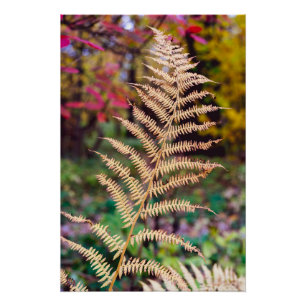Gouden Herfst Varensblad Specimen Perfect Poster