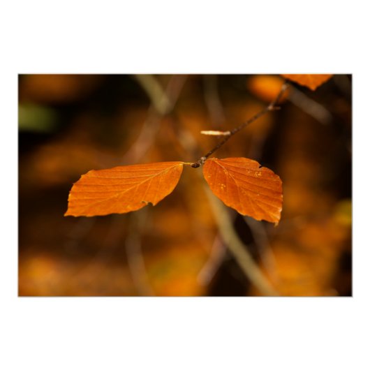 Gouden herfstbladscene perfect poster (Voorkant)