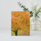 Gouden Herfstbomen Ansichtkaart Briefkaart (Staand voorkant)