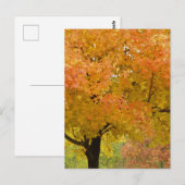 Gouden Herfstbomen Ansichtkaart Briefkaart (Voorkant / Achterkant)