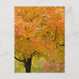 Gouden Herfstbomen Ansichtkaart Briefkaart