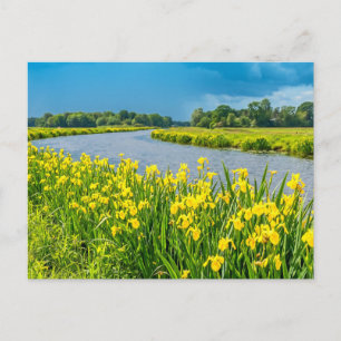 Gouden Irissen die het symbool Fleur de Lis inspir Briefkaart