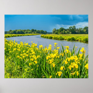 Gouden Irissen die het symbool Fleur de Lis inspir Poster