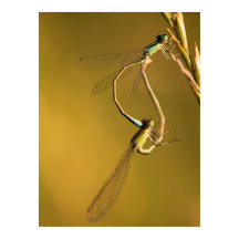Gouden Juffers Originele Macrofotografie