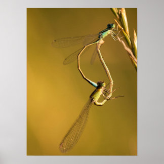 Gouden Juffers Originele Macrofotografie Poster