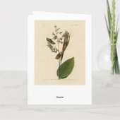 Gouden koninklijke Kinglet, Amerikaanse vogels Kaart (Achterkant)