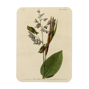 Gouden koninklijke Kinglet, Amerikaanse vogels Magneet