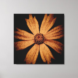 Gouden Kosmos Bloem op Zwart Canvas Afdruk