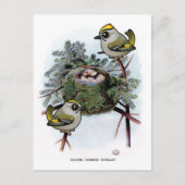  gouden kroonkroon Kinglet Briefkaart (Voorkant)