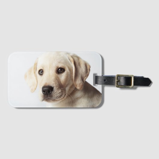 Gouden Labrador Puppy Close-up Bagagelabel (Voorkant (horizontaal))