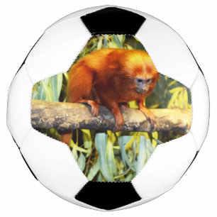 Gouden Leeuw Tamarin Observatie, Voetbal