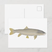 Gouden Mahseer Briefkaart (Voorkant / Achterkant)