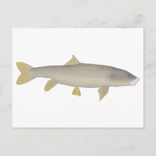 Gouden Mahseer Briefkaart (Voorkant)
