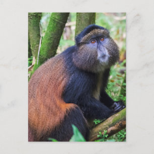 Gouden meerkat, Rwanda Briefkaart