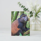 Gouden meerkat, Rwanda Briefkaart (Staand voorkant)