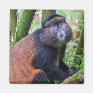 Gouden meerkat, Rwanda Magneet
