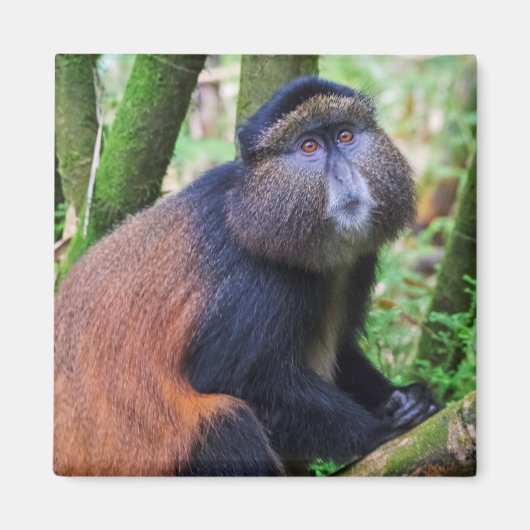 Gouden meerkat, Rwanda Magneet (Voorkant)