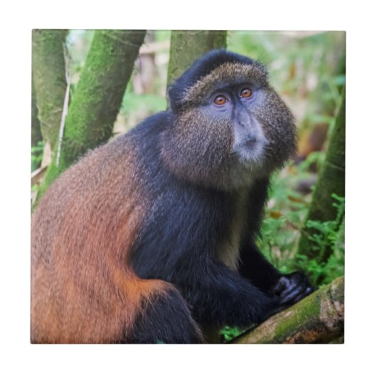 Gouden meerkat, Rwanda Tegeltje (Voorkant)