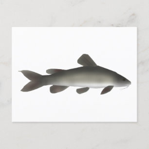 Gouden Nijl Catfish Briefkaart