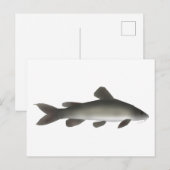 Gouden Nijl Catfish Briefkaart (Voorkant / Achterkant)
