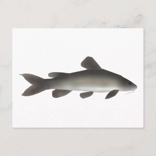 Gouden Nijl Catfish Briefkaart (Voorkant)