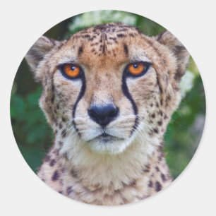 Gouden Ogen Sticker