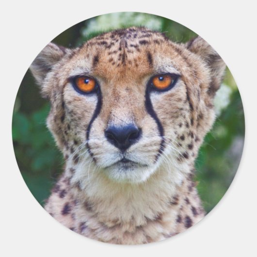 Gouden Ogen Sticker (Voorkant)