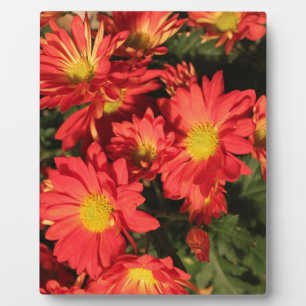Gouden,oranje kleur madeliefjes bloemen. fotoplaat