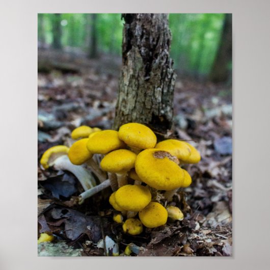 Gouden Paddenstoelen Poster (Voorkant)