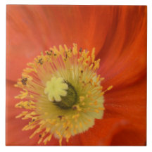 Gouden Papaver - Levendig Botanisch Close-Up