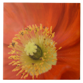 Gouden Papaver - Levendig Botanisch Close-Up Tegeltje