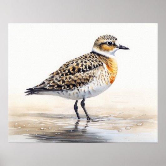 Gouden Plevier Vogel Kunstprint Poster (Voorkant)