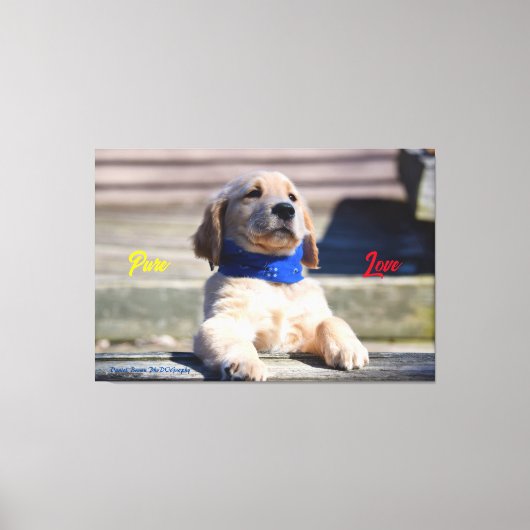 Gouden Puppy met Bandana - Canvas (Voorkant)