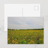 Gouden Ragwort, Ohio Briefkaart (Voorkant / Achterkant)