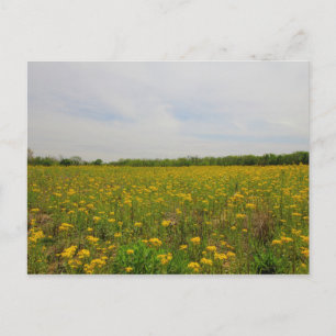 Gouden Ragwort, Ohio Briefkaart