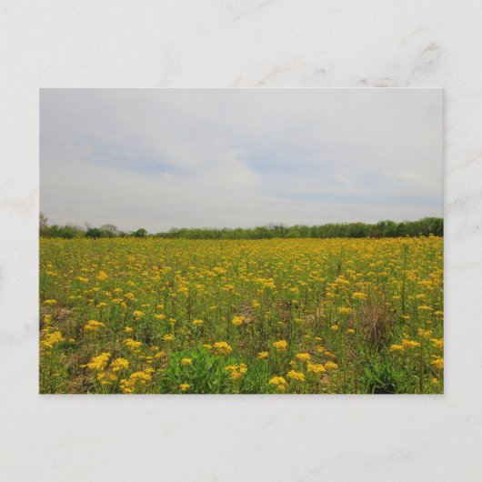 Gouden Ragwort, Ohio Briefkaart (Voorkant)