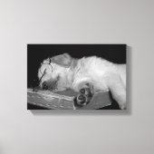 gouden rector slaapt op oud boek canvas afdruk (Voorkant)