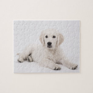 Gouden Retriever Foto Legpuzzel