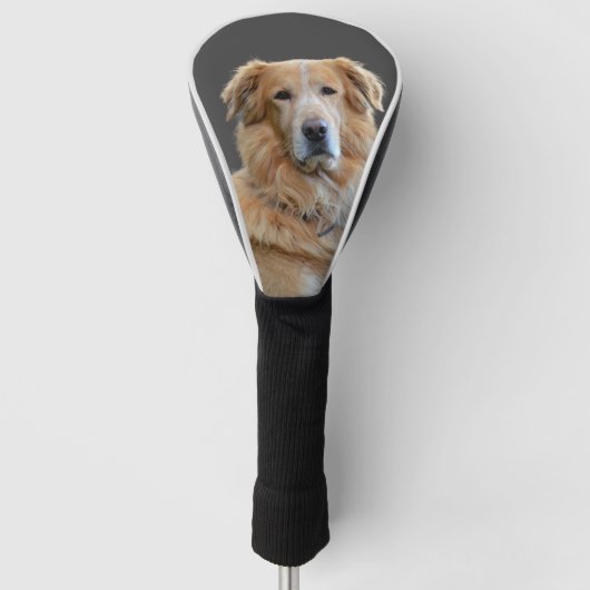 Gouden retriever Geïsoleerde hond Golfheadcover (Voorkant)