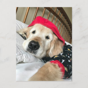 Gouden Retriever Hond in Pyjama Beterschap Briefkaart
