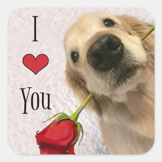 Gouden Retriever hond met rode roos Ik hou van je Vierkante Sticker (Voorkant)