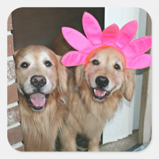 Gouden Retriever met roze bloemhoofdband Vierkante Sticker (Voorkant)