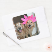 Gouden Retriever met roze bloemhoofdband Vierkante Sticker (Envelop)