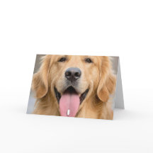 Gouden Retriever Oude Leeftijd Verjaardag Humor