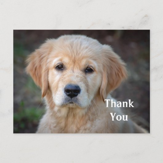 Gouden Retriever Pup Dank Je Postkaart (Voorkant)