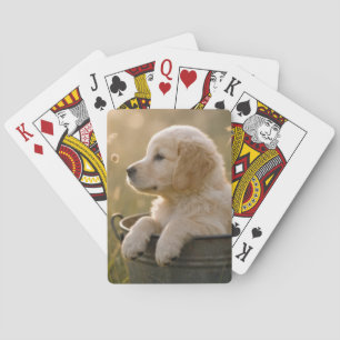 Gouden Retriever Pup in een Metalen Emmer Pokerkaarten