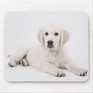Gouden Retriever Puppy Foto Muismat