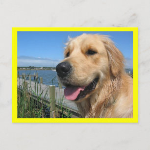 Gouden Retriever Puppy Hond Postkaart