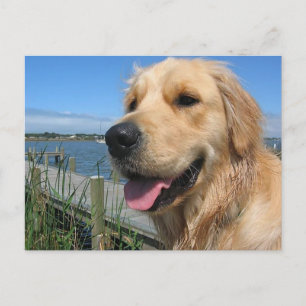 Gouden Retriever Puppy Hond Postkaart